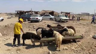 Eid e Qurban / Baqra Eid / Kurban Bayram in Qom Iran